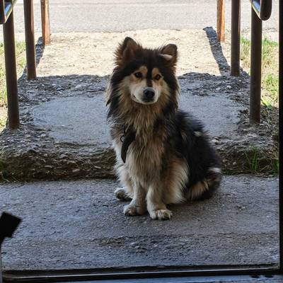 DOG