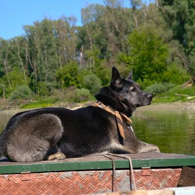 DOG
