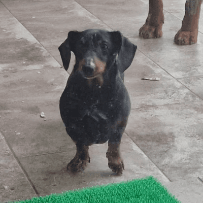 DOG