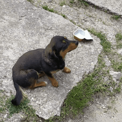 DOG