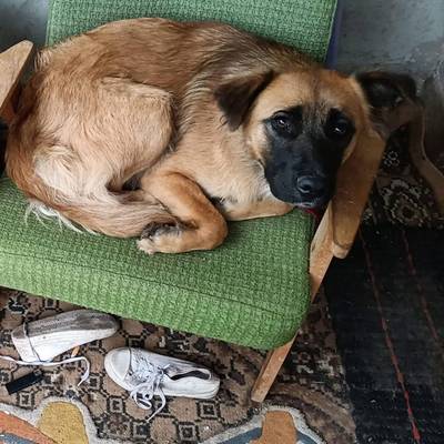 DOG