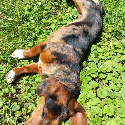 DOG