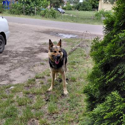 DOG