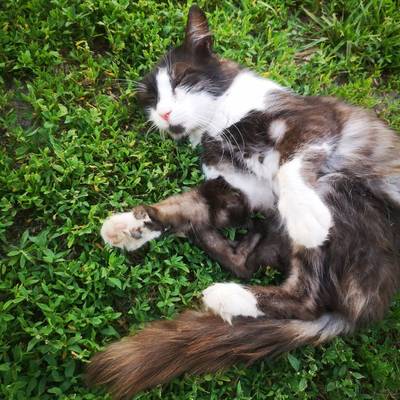 CAT
