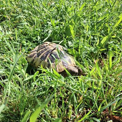 REPTILE